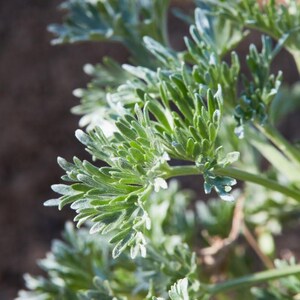 100-500 Wormwood Seeds, Artemisia absinthium, Silver Aromatic Herb image 7