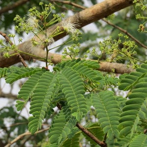 30-60 Svarta Sirisfrön, Albizia Odoratissima, Doftande Albizia, Svart Siristräd, Tropiska Trädfrön bild 11
