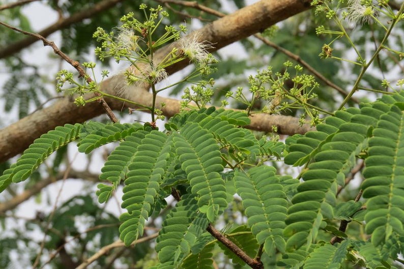 30-60 Svarta Sirisfrön, Albizia Odoratissima, Doftande Albizia, Svart Siristräd, Tropiska Trädfrön bild 11