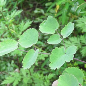 20+ Thalictrum foliolosum Frön, Mamera, Lövängsruta, Skogsmarksperenn bild 10
