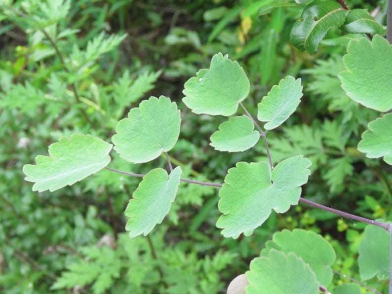 20+ Thalictrum foliolosum Frön, Mamera, Lövängsruta, Skogsmarksperenn bild 10