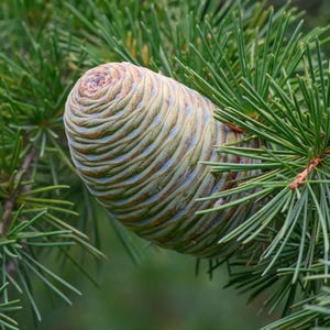 May include: A single, cylindrical cedar cone with a smooth, layered texture in shades of pale green, tan, and light brown. The cone is nestled among clusters of thin, needle-like green leaves that radiate outward from the central woody branches.