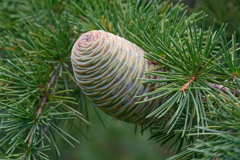 May include: A single, cylindrical cedar cone with a smooth, layered texture in shades of pale green, tan, and light brown. The cone is nestled among clusters of thin, needle-like green leaves that radiate outward from the central woody branches.