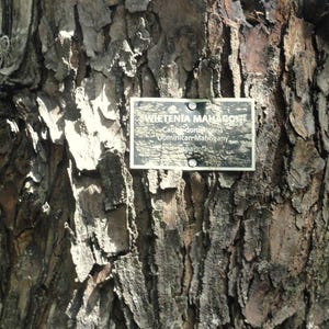 10-20 semi di mogano delle Indie Occidentali, Swietenia Mahagoni, mogano americano, semi di albero da legname tropicale immagine 12