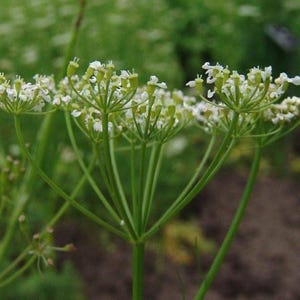 K&ouml;nnte beinhalten: Eine Ansammlung kleiner wei&szlig;er Bl&uuml;ten, die in einem doldenf&ouml;rmigen Bl&uuml;tenstand auf schlanken gr&uuml;nen Stielen angeordnet sind. Die zarten Bl&uuml;ten haben winzige Bl&auml;tter und hellgr&uuml;ne Mitten, die von einem zentralen Punkt an jedem Stiel ausgehen.
