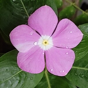 50-100 semi di pervinca del Madagascar, Catharanthus Roseus, semi di vinca rosa, semi di pianta ornamentale da giardino tropicale immagine 10