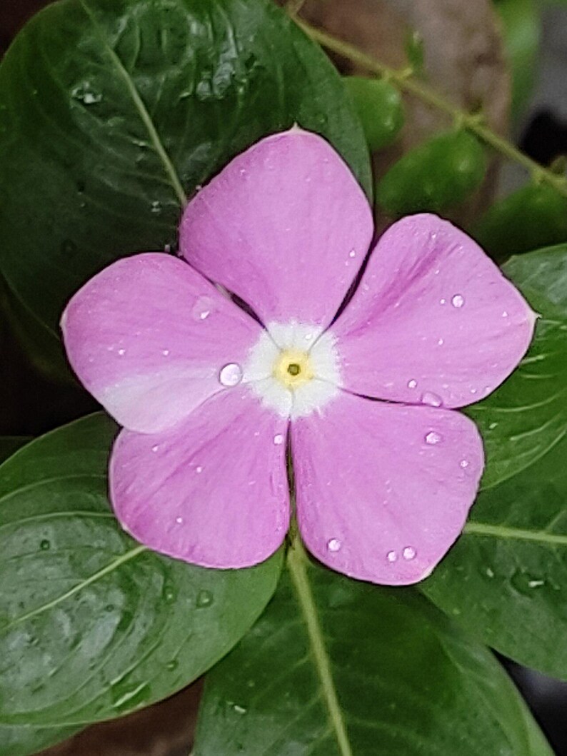50-100 semi di pervinca del Madagascar, Catharanthus Roseus, semi di vinca rosa, semi di pianta ornamentale da giardino tropicale immagine 10