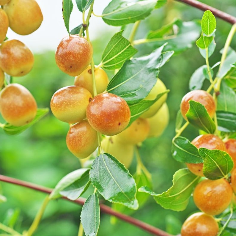 5-10 Samen des Jujube-Baumes (Ziziphus jujuba, Chinesische Dattel, Rote Dattelsamen, Jujube-Fruchtbaum) Bild 9