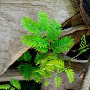 25-50 semi di Leucaena, Leucaena Leucocephala, Albero di piombo bianco, Subabul, Tamarindo selvatico, Semi di albero tropicale azotofissatore immagine 7