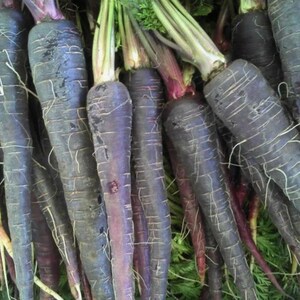 Más de 200 semillas de zanahoria negra, Daucus carota, zanahoria morada negra, hortaliza de raíz. imagen 10