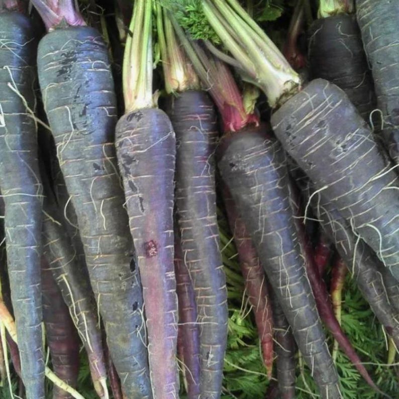 Más de 200 semillas de zanahoria negra, Daucus carota, zanahoria morada negra, hortaliza de raíz. imagen 10