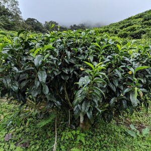 May include: A lush green tea bush with dense, glossy, serrated leaves and small, pale yellow blossoms. The plant features a rounded, bushy structure with multiple woody stems visible at the base, set against a backdrop of rolling tea fields.