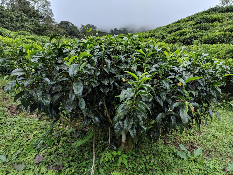 May include: A lush green tea bush with dense, glossy, serrated leaves and small, pale yellow blossoms. The plant features a rounded, bushy structure with multiple woody stems visible at the base, set against a backdrop of rolling tea fields.