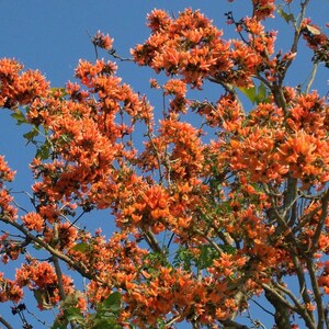 May include: A Butea monosperma tree, also known as the flame of the forest, features dense clusters of vibrant orange flowers blooming on bare, dark brown branches against a clear, bright blue sky background during the daytime.