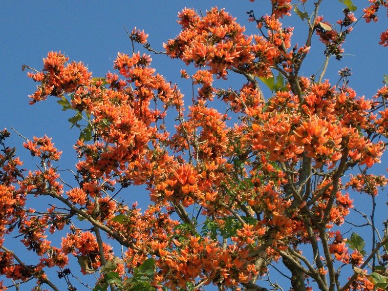 May include: A Butea monosperma tree, also known as the flame of the forest, features dense clusters of vibrant orange flowers blooming on bare, dark brown branches against a clear, bright blue sky background during the daytime.