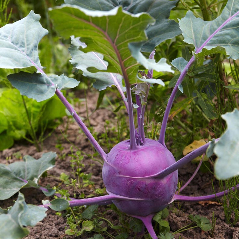 Op de afbeelding: Een paarse koolrabiplant die in de aarde groeit, met een ronde, bolvormige paarse stengelbasis en lange, dunne paarse stelen, bekroond met grote, golvende groene bladeren die opvallende paarse nerven door het hele blad vertonen.