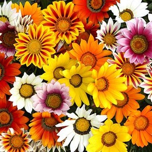 Peut inclure: Une collection vibrante de fleurs de gazania pr&eacute;sentant une gamme vari&eacute;e de couleurs, notamment le jaune vif, l'orange profond, le blanc et le magenta. Chaque fleur affiche un disque central pro&eacute;minent entour&eacute; de p&eacute;tales multicolores.