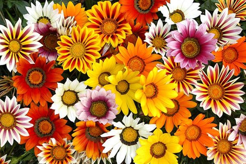 Peut inclure: Une collection vibrante de fleurs de gazania pr&eacute;sentant une gamme vari&eacute;e de couleurs, notamment le jaune vif, l'orange profond, le blanc et le magenta. Chaque fleur affiche un disque central pro&eacute;minent entour&eacute; de p&eacute;tales multicolores.