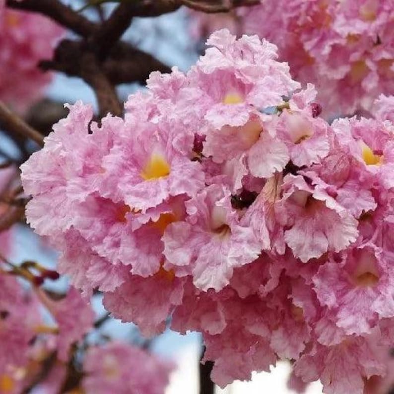Peut inclure: Un groupe de fleurs en forme de trompette avec des p&eacute;tales rose clair fronc&eacute;s et un centre jaune doux. Les fleurs sont dens&eacute;ment regroup&eacute;es sur de fines branches brun fonc&eacute;, cr&eacute;ant un affichage floral vibrant sur un ciel bleu p&acirc;le.