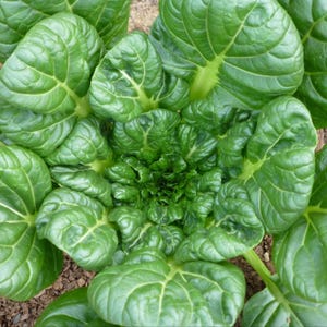 Puede incluir: Una planta de tatsoi vibrante que presenta una roseta densa de hojas de color verde oscuro en forma de cuchara con venas de color verde claro prominentes. Las hojas est&aacute;n dispuestas en un patr&oacute;n circular, irradiando desde el centro.