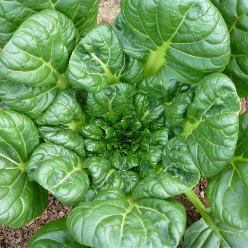 Puede incluir: Una planta de tatsoi vibrante que presenta una roseta densa de hojas de color verde oscuro en forma de cuchara con venas de color verde claro prominentes. Las hojas est&aacute;n dispuestas en un patr&oacute;n circular, irradiando desde el centro.