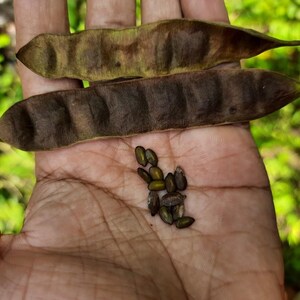 May include: Two elongated, flat, brown seed pods with visible internal ridges and a small cluster of dark, oval-shaped seeds. The pods have a dry, textured surface, and the seeds appear smooth and firm, resting together in a small, loose collection.