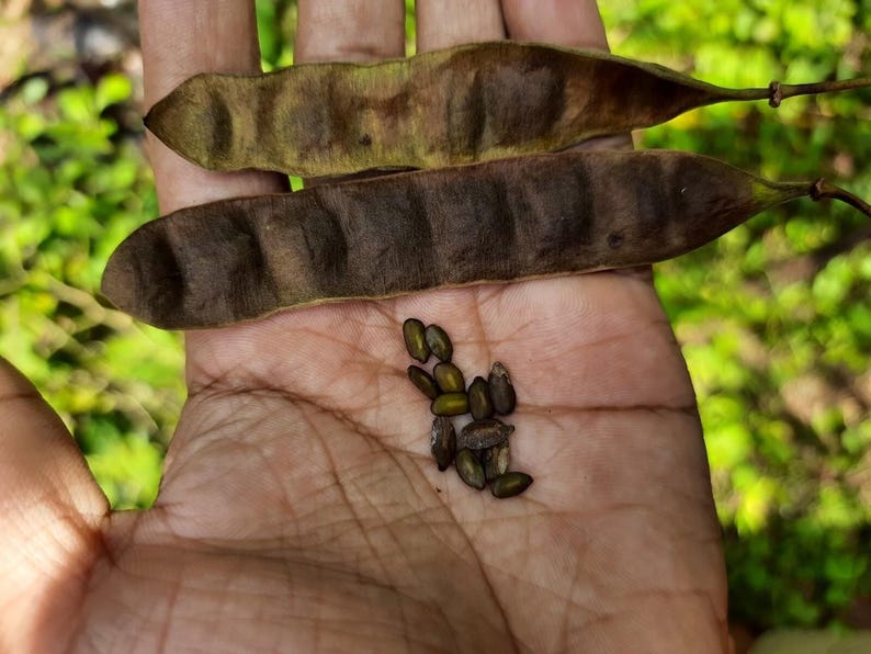 May include: Two elongated, flat, brown seed pods with visible internal ridges and a small cluster of dark, oval-shaped seeds. The pods have a dry, textured surface, and the seeds appear smooth and firm, resting together in a small, loose collection.