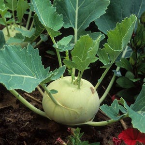 コールラビ（Brassica oleracea、ドイツカブ、根菜）の種100粒以上 画像 7