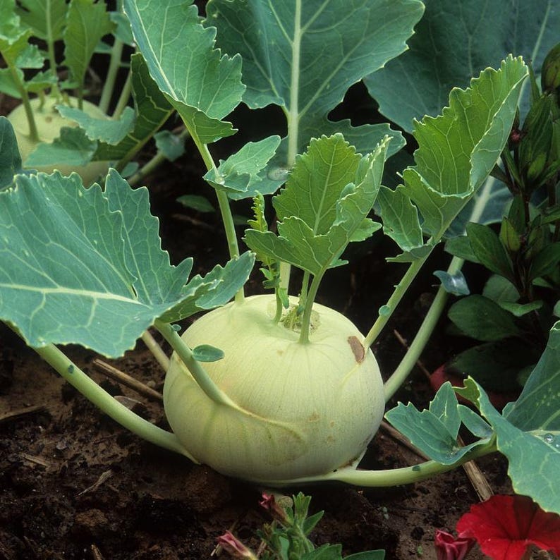コールラビ（Brassica oleracea、ドイツカブ、根菜）の種100粒以上 画像 7