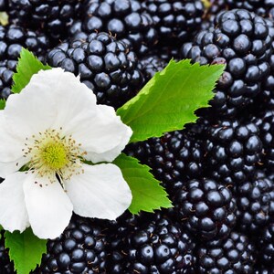 20-100 zaden van de Himalaya-braam, Rubus, wilde bergbessenstruik afbeelding 2