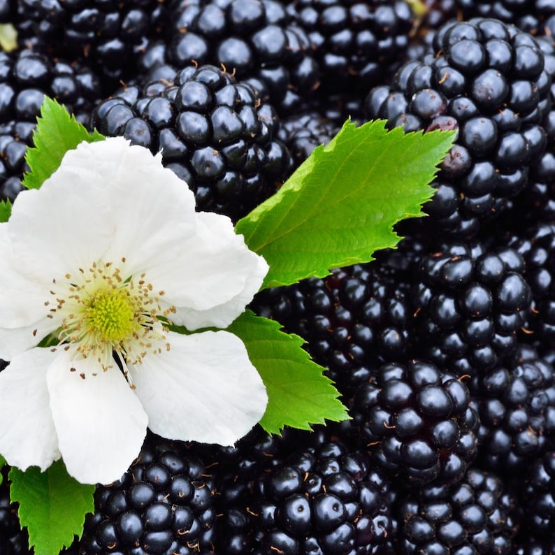 20-100 zaden van de Himalaya-braam, Rubus, wilde bergbessenstruik afbeelding 2