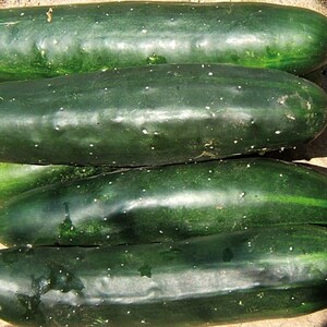 May include: A collection of five fresh, dark green cucumbers arranged in a horizontal stack. Each cucumber features a smooth, cylindrical shape with subtle light-coloured speckles and a firm, waxy skin texture, showcasing natural variations in size.