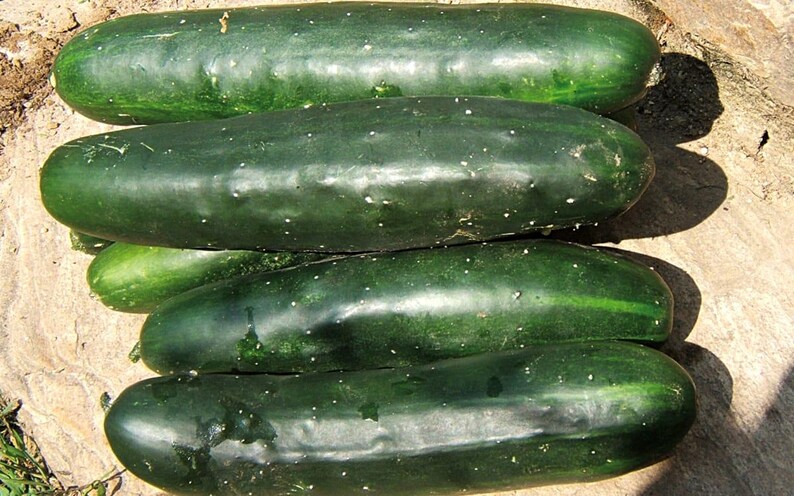 May include: A collection of five fresh, dark green cucumbers arranged in a horizontal stack. Each cucumber features a smooth, cylindrical shape with subtle light-coloured speckles and a firm, waxy skin texture, showcasing natural variations in size.