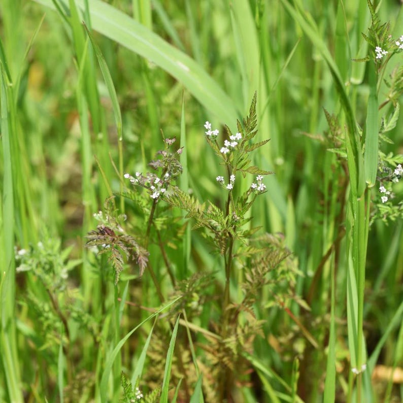 50-200 Samen der Strauchigen Stylosanthes (Stylosanthes scabra), einer Futterpflanzen-Leguminose Bild 5