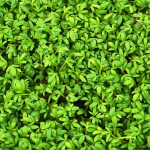 Meer dan 300 tuinkerszaadjes, Lepidium sativum, Halim, Microgreens kruiden afbeelding 1