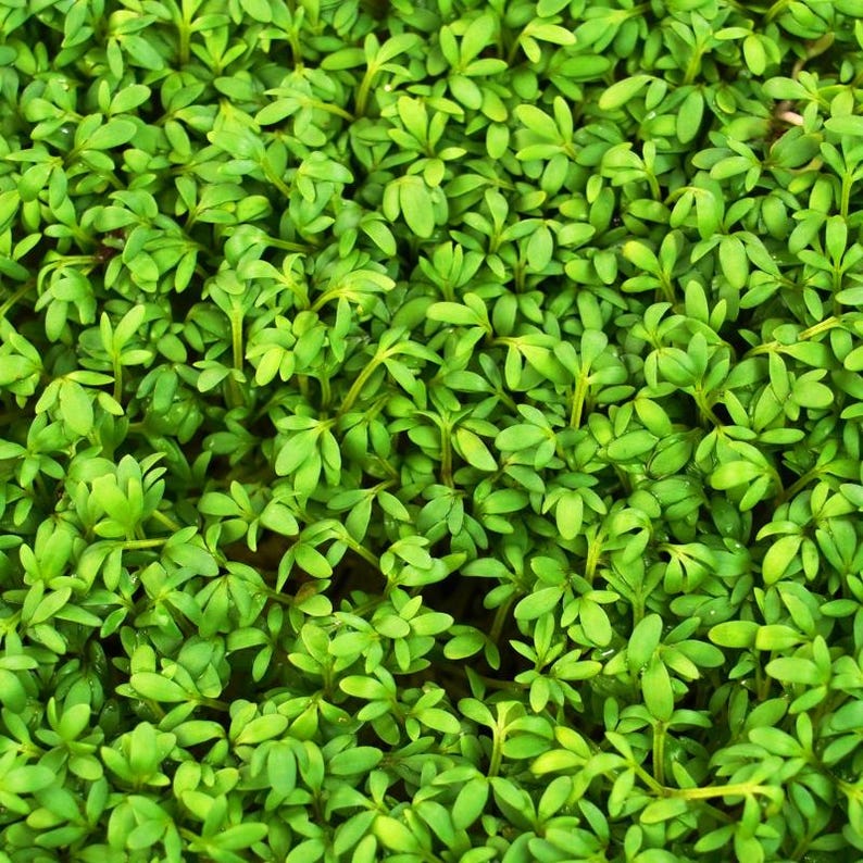 Meer dan 300 tuinkerszaadjes, Lepidium sativum, Halim, Microgreens kruiden afbeelding 1