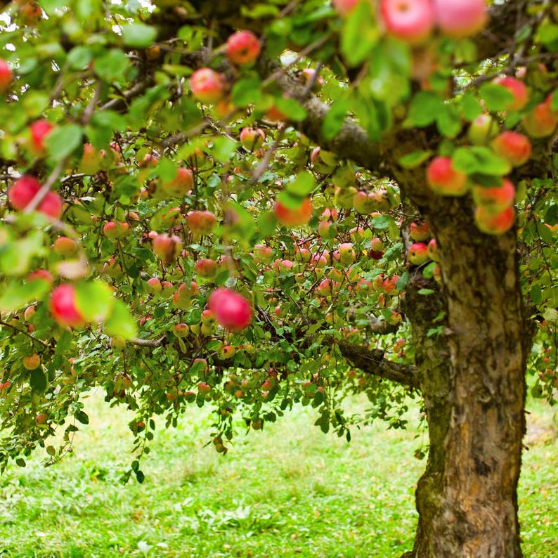 10-20 Himalayan Apple Mix Seeds, Malus domestica, Fruit Tree Seeds for Home Orchard image 3