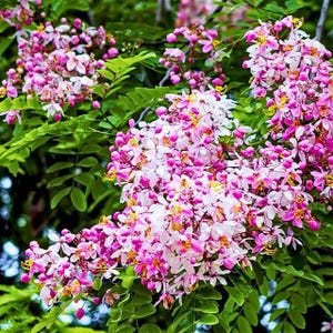 Puede incluir: Un racimo de flores de Cassia javanica en flor con p&eacute;talos delicados en tonos rosa vibrante, blanco suave y magenta, acentuados con estambres de color amarillo brillante, rodeados de exuberantes hojas pinnadas verdes.