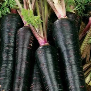 Más de 200 semillas de zanahoria negra, Daucus carota, zanahoria morada negra, hortaliza de raíz. imagen 11