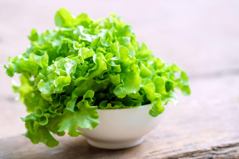 K&ouml;nnte beinhalten: Ein frischer Kopf gr&uuml;ner Blattsalat ist hoch in einer einfachen wei&szlig;en Keramikschale aufget&uuml;rmt. Die Salatbl&auml;tter sind kraus, gewellt und leuchtend gr&uuml;n, wodurch ein dichter, strukturierter Haufen in dem abgerundeten wei&szlig;en Gef&auml;&szlig; entsteht.