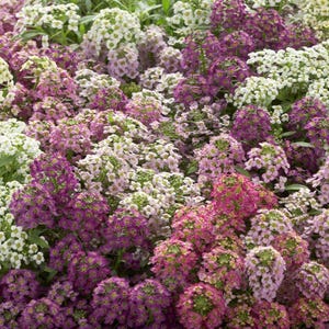 K&ouml;nnte beinhalten: Eine dichte Ansammlung kleiner, vierbl&auml;ttriger Bl&uuml;ten in den Farben Wei&szlig;, Hellrosa, Magenta und Dunkelviolett. Die Bl&uuml;ten sind eng beieinander angeordnet und bilden einen lebendigen, mehrfarbigen Bl&uuml;tenteppich mit kleinen gr&uuml;nen Bl&auml;ttern.