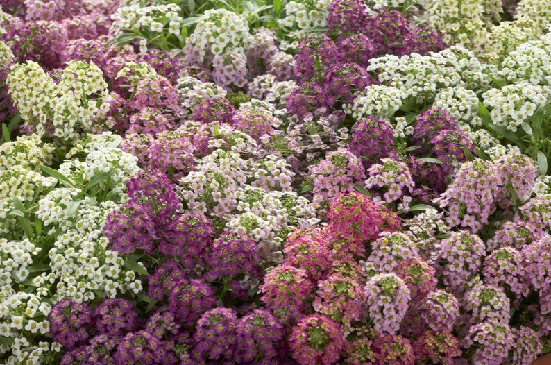 K&ouml;nnte beinhalten: Eine dichte Ansammlung kleiner, vierbl&auml;ttriger Bl&uuml;ten in den Farben Wei&szlig;, Hellrosa, Magenta und Dunkelviolett. Die Bl&uuml;ten sind eng beieinander angeordnet und bilden einen lebendigen, mehrfarbigen Bl&uuml;tenteppich mit kleinen gr&uuml;nen Bl&auml;ttern.