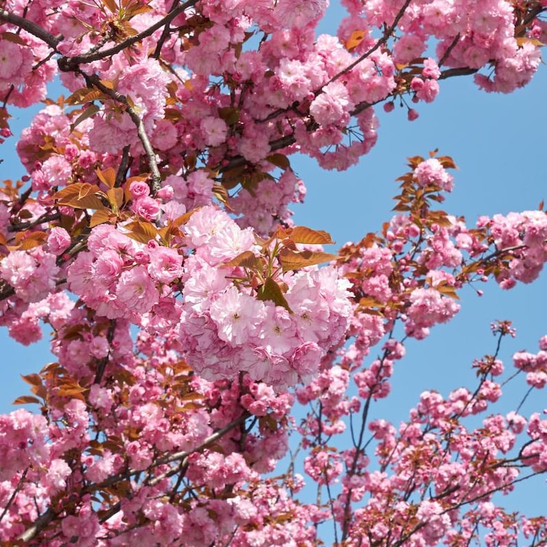 5-10 semillas de cerezo japonés, Prunus serrulata, árbol de flor de sakura. imagen 3