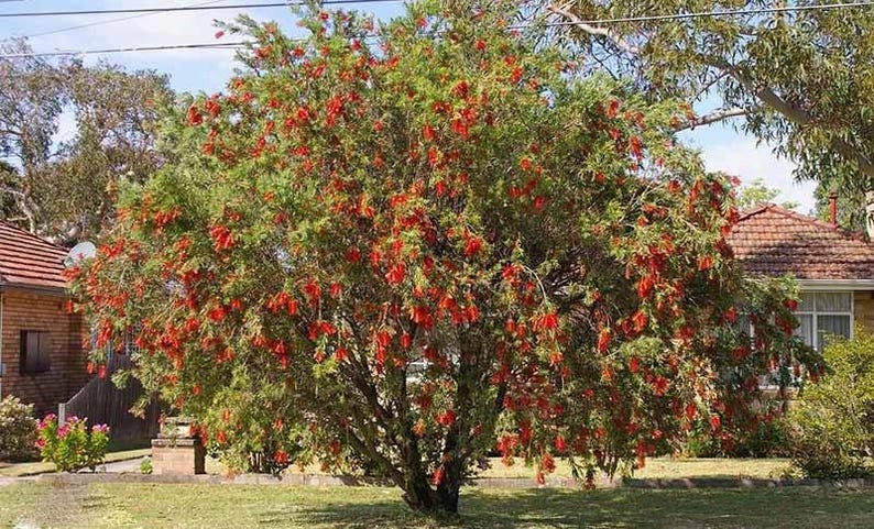 K&ouml;nnte beinhalten: Ein gro&szlig;er, dichter Zylinderputzer-Baum mit zahlreichen leuchtend roten, zylindrischen Bl&uuml;ten&auml;hren, die &uuml;ber das gr&uuml;ne, nadelartige Laub verteilt sind und in einem Wohngarten mit H&auml;usern im Hintergrund stehen.
