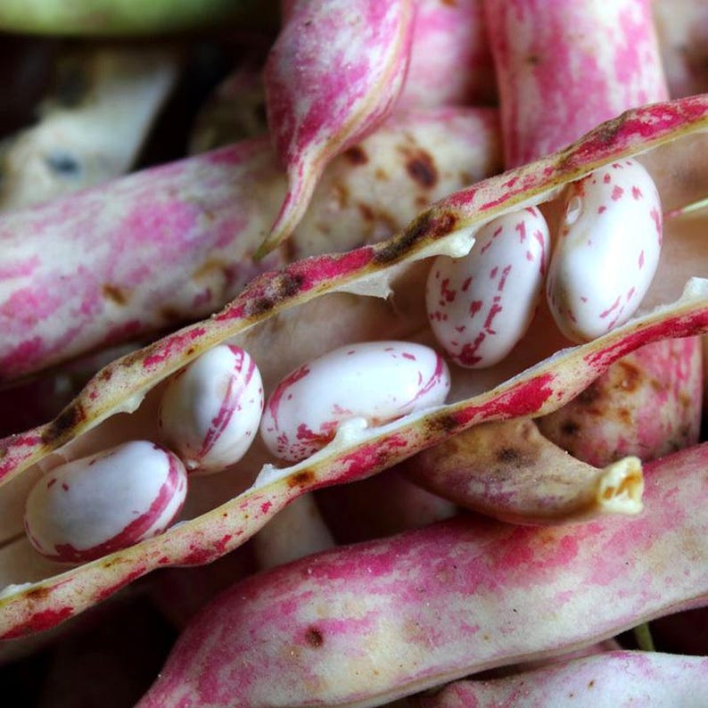 10-30 semillas de frijol pinto, Phaseolus vulgaris, frijol Chitra Rajma imagen 6