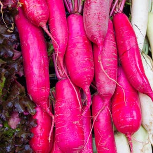 Über 100 Samen der chinesischen Rosenrettichsorte Raphanus sativus (Rosa Rettich), Wurzelgemüse Bild 5