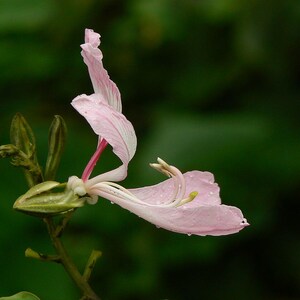 15-30 Purple Orchid Tree Seeds, Bauhinia Purpurea, Kachnar, Butterfly Tree, Camel's Foot, Tropical Flowering Tree Seeds image 6