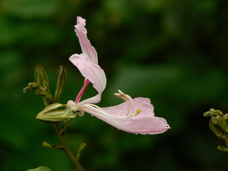 15-30 Purple Orchid Tree Seeds, Bauhinia Purpurea, Kachnar, Butterfly Tree, Camel's Foot, Tropical Flowering Tree Seeds image 6