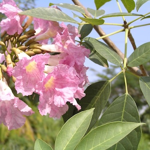 Peut inclure: Un groupe de fleurs roses en forme de trompette aux bords fronc&eacute;s et aux centres jaunes, accompagn&eacute; de nombreux boutons ferm&eacute;s et de feuilles vertes compos&eacute;es palm&eacute;es sur des branches fines sur un ciel bleu.