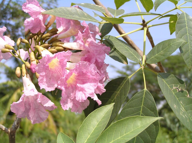 Peut inclure: Un groupe de fleurs roses en forme de trompette aux bords fronc&eacute;s et aux centres jaunes, accompagn&eacute; de nombreux boutons ferm&eacute;s et de feuilles vertes compos&eacute;es palm&eacute;es sur des branches fines sur un ciel bleu.